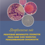 Streptococcus Suis