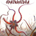 Ophiuroidea