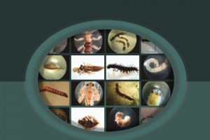 Biomonitoring Lingkungan
