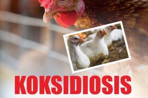 KOKSIDIOSIS PADA AYAM